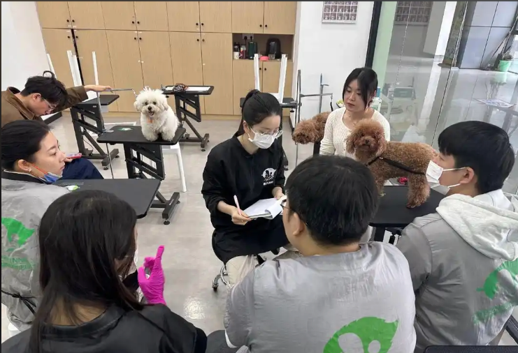佳木斯市宠物剪毛宠物美容培训学校 - 哪里好